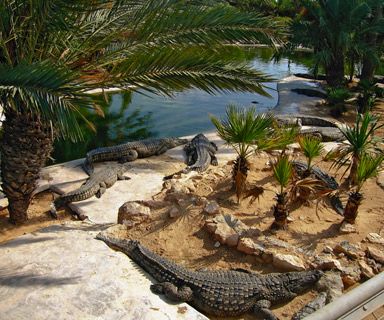 Ferme aux crocodiles