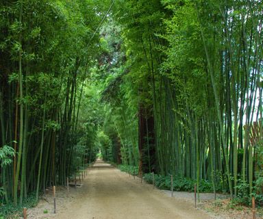 Bambusgarten  Anduze